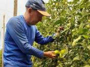 Produtor conquista mercado com olerícolas em Itambé