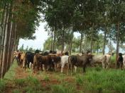 Integração pecuária e cultivo florestal aumenta produtividade