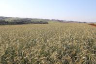 “Um resultado impressionante”: colheita de triticale desenvolvido pelo IDR-Paraná supera expectativas