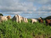 Integração lavoura-pecuária no Arenito exige atenção à altura da pastagem