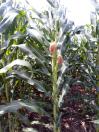 IDR-Paraná vai lançar cultivares de milho e de aveia em 2021