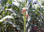 IDR-Paraná vai lançar cultivares de milho e de aveia em 2021