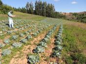 Ações integradas entre IDR-Paraná e Ceasa promovem qualificação na agricultura familiar