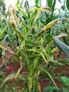 Agricultura alerta para cuidados em relação ao enfezamento do milho