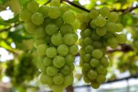 Destaque na produção de uva, Bituruna busca selo de procedência