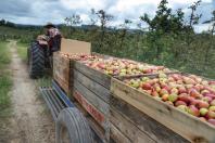 Pesquisa e tecnologia colocam o Paraná na rota nacional das maçãs