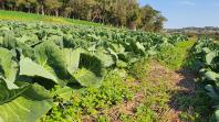 IDR-Paraná fomenta agricultura sustentável