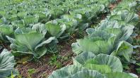 IDR-Paraná fomenta agricultura sustentável