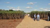 Associação das Indústrias e IDR-Paraná dão apoio a produtores de mandioca