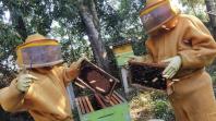 Culturas de inverno aumentam a produção de mel e preservam o solo