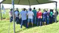 IDR-Paraná e Embrapa mostram resultados de tecnologias agrícolas no Giro Técnico da Soja
