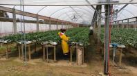 Produtora paranaense de morangos recebe prêmio de inovação no meio rural