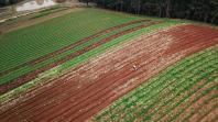Com milhares de produtos certificados, Paraná aposta no cultivo de orgânicos