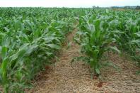 Plantio de milho safrinha demanda planejamento e precaução, alerta IDR-Paraná