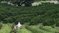 Com apoio do Estado, produtora de café investe em irrigação e prevê safra de redenção neste ano