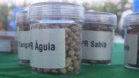 Nova cultivar de feijão do IDR-Paraná é destaque no Show Rural