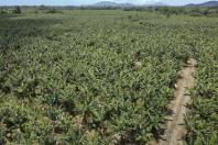 Com Plano Estadual do Clima, sistema de agricultura do Paraná assume desafios ambientais