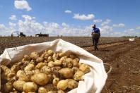 Paraná produzirá 323,7 mil toneladas de batatas nesta safra; colheita já chegou a 78% da área