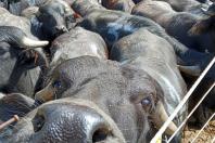 Produção de búfalos contribuiu com R$ 39,7 milhões para o VBP do Paraná em 2022