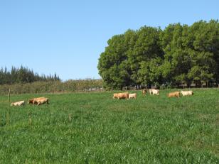 Integração lavoura-pecuária no Arenito exige atenção à altura da pastagem