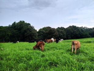 Produtor de Iretama investe em pasto e aumenta a produção de leite 