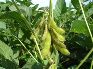 Vazio Sanitário: prazo para colheita da soja é 15 de maio