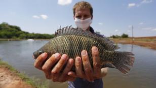 Paraná confirma liderança com produção de 188 mil toneladas de peixes em 2021