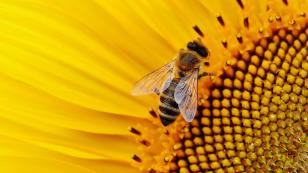 Sistema de informação contribui para proteção de abelhas na região de Campo Mourão