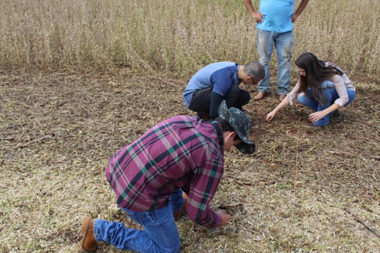Maringá realiza o maior concurso do país para melhorar a qualidade da colheita de soja
