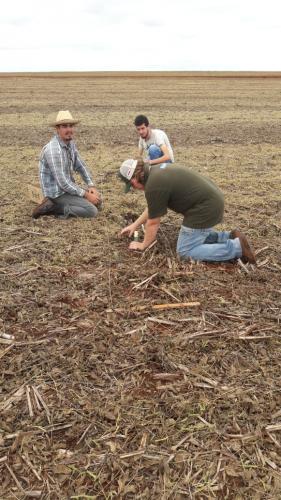 Maringá realiza o maior concurso do país para melhorar a qualidade da colheita de soja