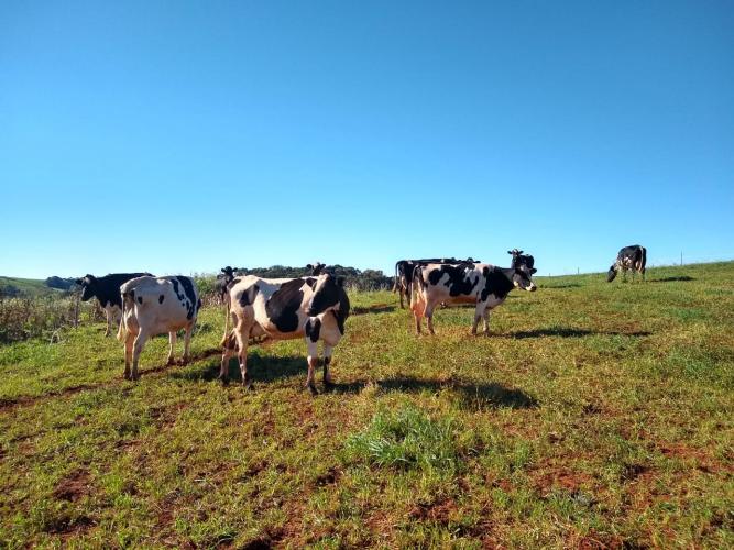 Família se destaca na produção de leite em Manoel Ribas