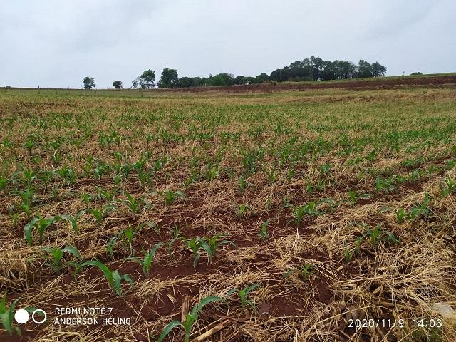 Assistência técnica chama a atenção para as práticas de controle da cigarrinha do milho