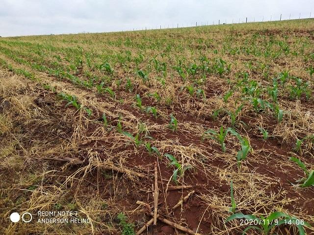 Assistência técnica chama a atenção para as práticas de controle da cigarrinha do milho