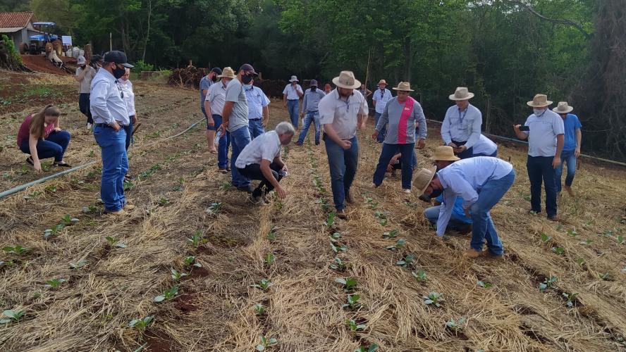 Instituto estimula a produção de hortaliças de forma sustentável na região Oeste