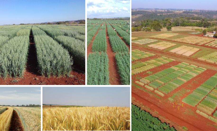 Grãos - Feijão e Cereais de Inverno - Cereais