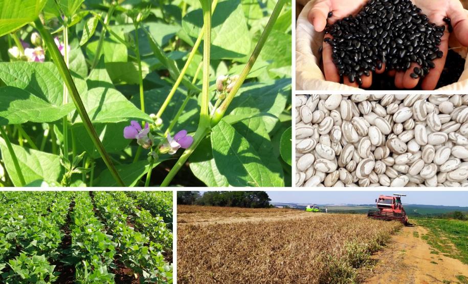 Grãos - Feijão e Cereais de Inverno - Feijão