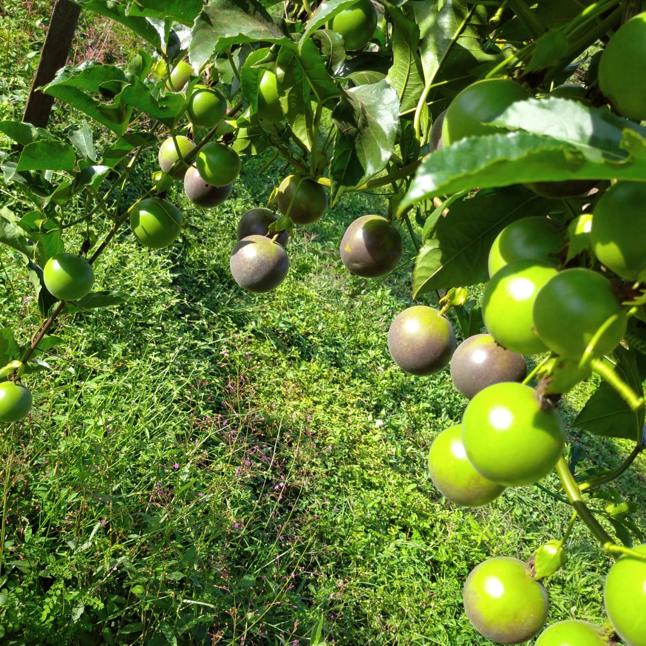 Extensão - Fruticultura