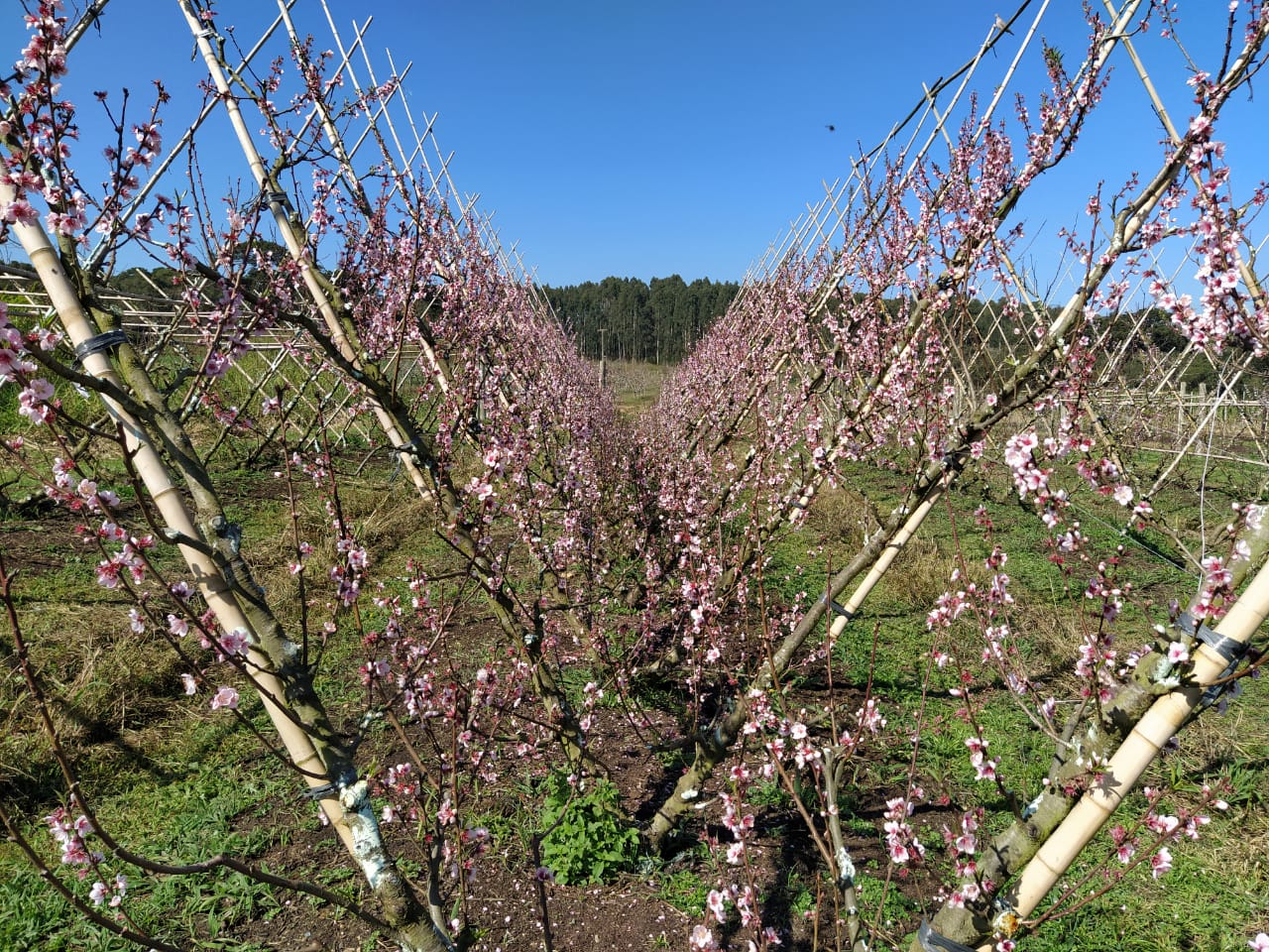 Extensão - Fruticultura