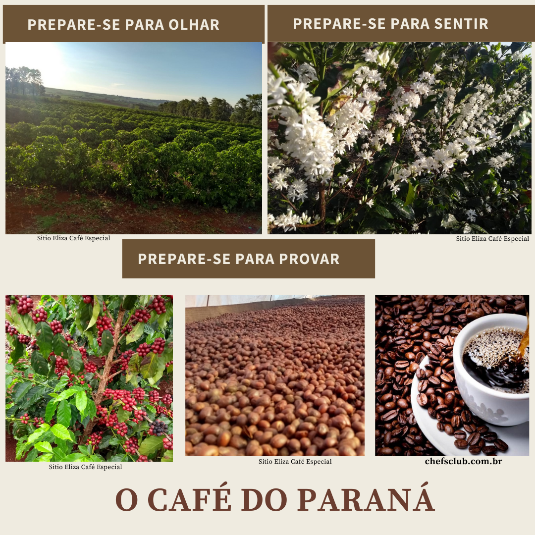 Infográfico Café 01