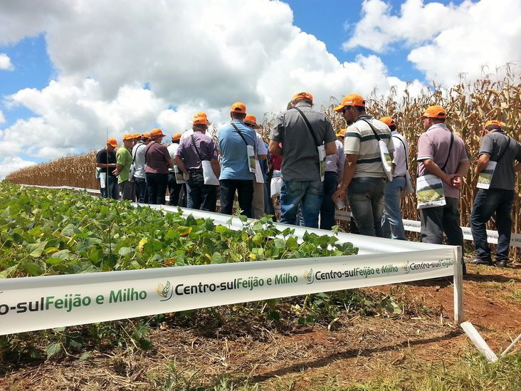 Centro Sul Feijão e Milho