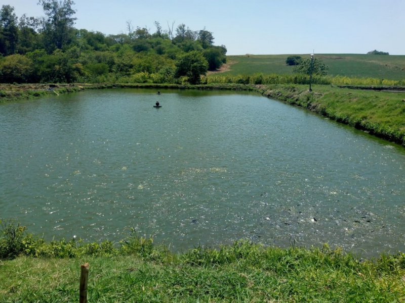 Tanque de Tilápias