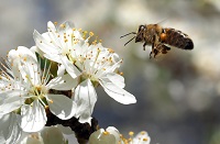 Abelha na Flor