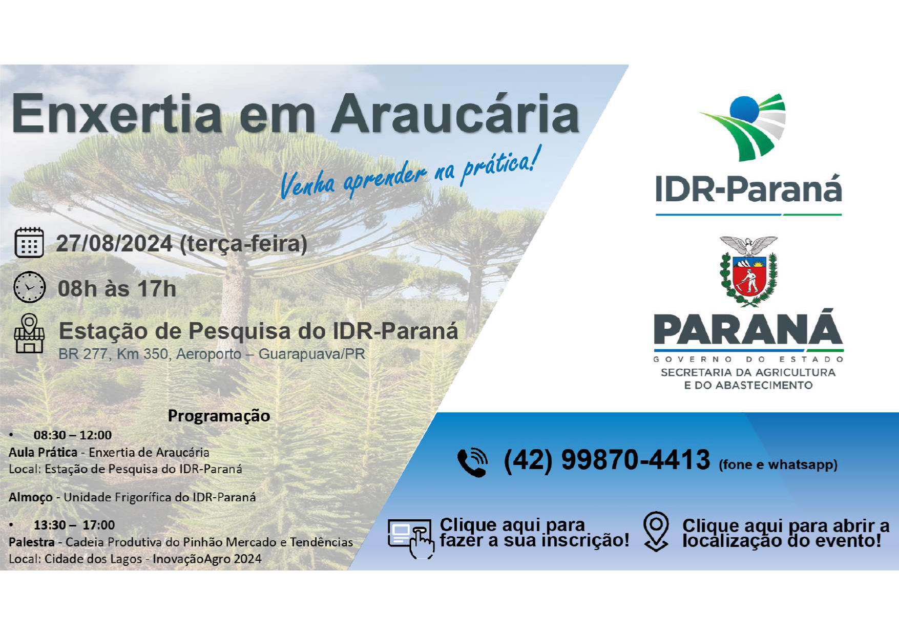 Enxertia em Araucária 