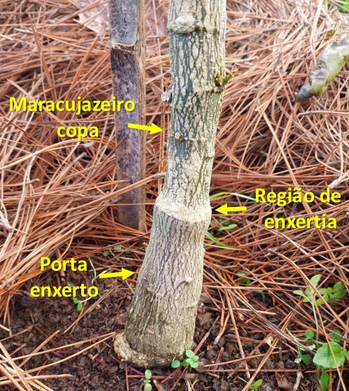 Experimento com maracujazeiro enxertado busca maior resistência e produtividade