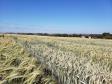 Triticale 2