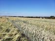 Triticale