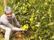 Produtor conquista mercado com olerícolas em Itambé