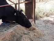 IDR-Paraná realiza torneio de silagem de milho para incentivar produtividade e qualidade 