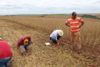 Maringá realiza o maior concurso do país para melhorar a qualidade da colheita de soja