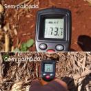 IDR-Paraná orienta técnica para proteger o solo durante estiagem
